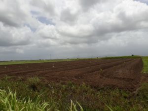 felicity agricultral land for sale