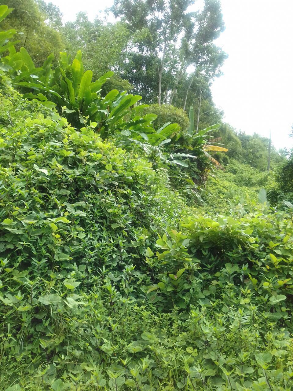 land for sale in couva