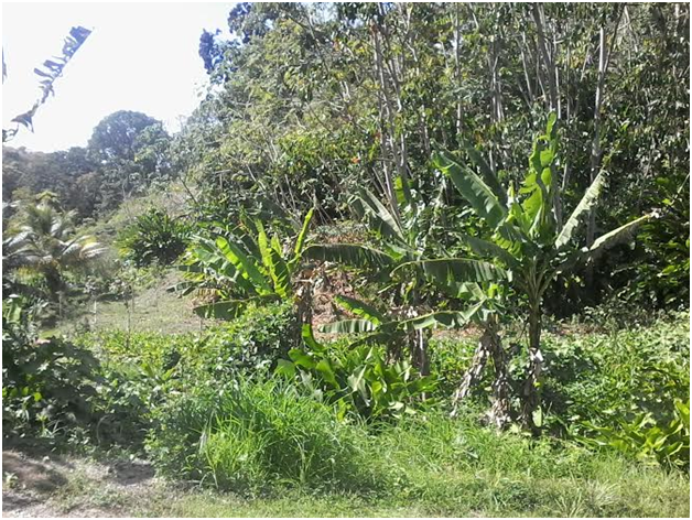 Land For Sale In Tobago – Plymouth | Government Road