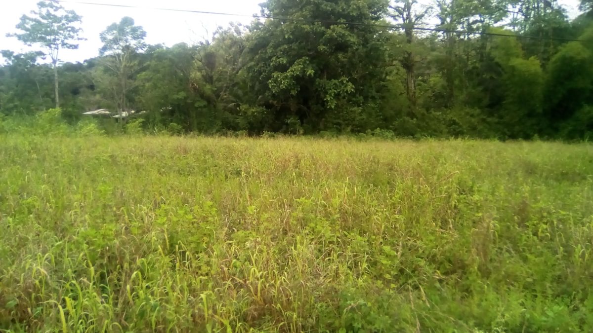 cheap land for sale in aripero